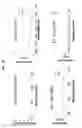 Fig. 41 - High molecular weight, post-translationally modified protein brushes