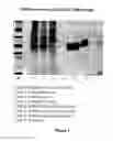 Fig. 03 - NOVEL PURIFICATION PROCESS OF GONADOTROPIN