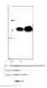 Fig. 11 - NOVEL PURIFICATION PROCESS OF GONADOTROPIN