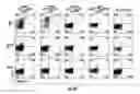 Fig. 06 - Isolated T cell receptors and methods of use therefor