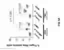 Fig. 08 - METHODS FOR TREATING HEPCIDIN-MEDIATED DISORDERS