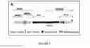 Fig. 06 - Methods for inhibiting the binding of endosialin to ligands