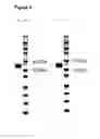 Fig. 06 - Antibody constructs for EGFRVIII and CD3