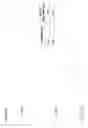 Fig. 13 - Antibody constructs for EGFRVIII and CD3