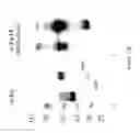 Fig. 30 - Fn14 Binding Proteins and Uses Thereof