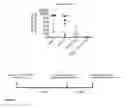 Fig. 09 - Humanized and chimeric monoclonal antibodies to CD99