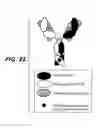 Fig. 30 - Bispecific HER2 antibodies and methods of use