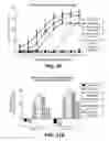 Fig. 42 - Bispecific HER2 antibodies and methods of use