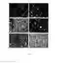Fig. 02 - Method for uniform dispersion of single-wall carbon nanotubes
