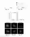 Fig. 02 - Stem cell culture medium and method