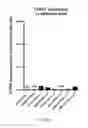 Fig. 07 - Ex vivo proliferation of epithelial cells