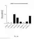 Fig. 08 - Ex vivo proliferation of epithelial cells