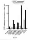 Fig. 09 - Ex vivo proliferation of epithelial cells