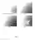 Fig. 12 - Ex vivo proliferation of epithelial cells
