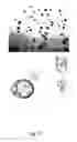 Fig. 35 - Ex vivo proliferation of epithelial cells