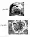 Fig. 37 - Ex vivo proliferation of epithelial cells