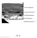 Fig. 40 - Ex vivo proliferation of epithelial cells