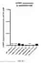 Fig. 07 - Ex vivo proliferation of epithelial cells