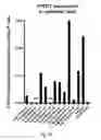 Fig. 09 - Ex vivo proliferation of epithelial cells
