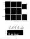 Fig. 09 - Methods for reprogramming cells and uses thereof