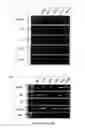 Fig. 22 - Methods for reprogramming cells and uses thereof