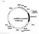 Fig. 02 - Codon-optimized gene for mutated shrimp luciferase and method for use thereof