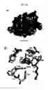 Fig. 22 - Variant LovD polypeptide