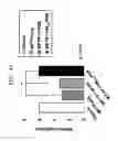 Fig. 26 - Development of Improved Cell-Permeable (iCP) Parkin Recombinant Protein as a Protein-Based Anti-Neurodegenerative Agent for the Treatment of Parkinson's Disease-Associated Phenotypes by Utilizing BBB-Penetrating Protein Delivery System MITT, Enabled by Advanced Macromolecule Transduction Domain (aMTD)