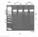 Fig. 07 - METHODS AND COMPOSITIONS FOR MODIFYING GENOMIC DNA