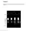 Fig. 02 - Methods and compositions for the extraction and amplification of nucleic acid from a sample