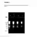 Fig. 03 - Methods and compositions for the extraction and amplification of nucleic acid from a sample