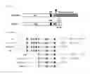 Fig. 02 - TRUNCATED TRK B AND TRK C ANTAGONISTS AND USES THEREOF