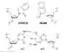 Fig. 01 - Import of unnatural or modified nucleoside triphosphates into cells via nucleic acid triphosphate transporters