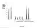 Fig. 09 - RNA PRODUCTION IN HIGHER PLANTS