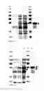 Fig. 03 - Protein production