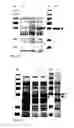 Fig. 04 - Protein production