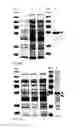 Fig. 05 - Protein production
