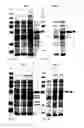 Fig. 07 - Protein production
