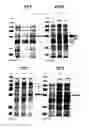 Fig. 09 - Protein production