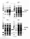 Fig. 16 - Protein production