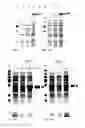 Fig. 17 - Protein production