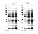 Fig. 18 - Protein production