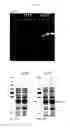 Fig. 20 - Protein production