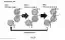 Fig. 08 - METHODS AND APPARATUSES FOR TEMPERATURE-INDEXED THIN FILM DEPOSITION