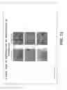 Fig. 14 - HIERARCHICAL CELLULAR MATERIALS AND METHOD OF MAKING AND USING THE SAME