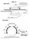 Fig. 25 - Method and means to evenly distribute ambient illumination and to avoid bright LED beam directly into human eyes