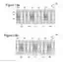 Fig. 08 - Eddy current array probe with independent transmitters