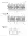 Fig. 10 - Eddy current array probe with independent transmitters