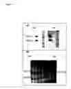 Fig. 05 - Neuroprotective chemicals and methods for identifying and using same