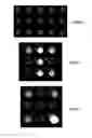 Fig. 03 - Control marker for implementing analysis methods on spots